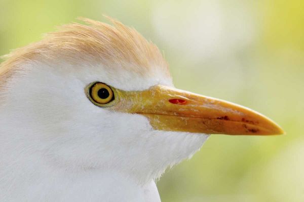 FL, Lake Kissimmee Portrait of cattle egret head